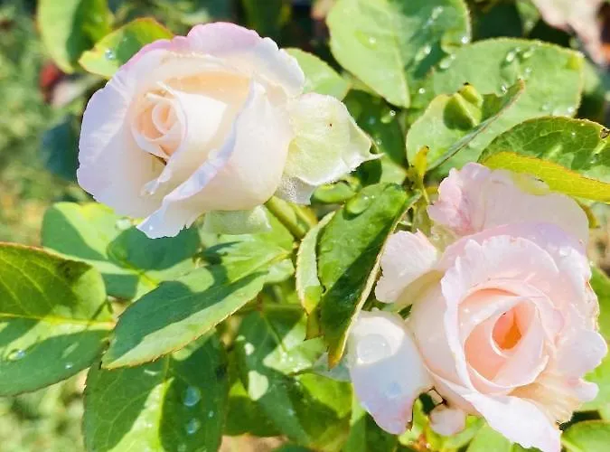 Charming In With Shared Pool Nardo