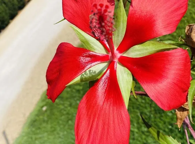 Charming In With Shared Pool * Nardo