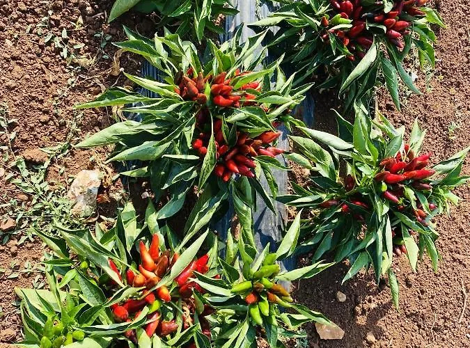 Charming In With Shared Pool * 나르도